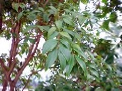 Plinia cauliflora Jaboticaba